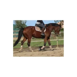 Bandes*Cavallino Marino Discount