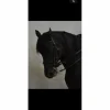 Bride cheval saumur Pasquier*Passier Best