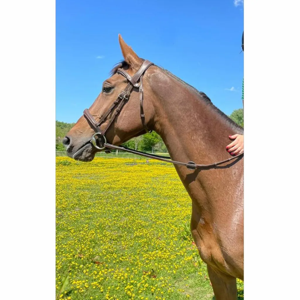 Antares Bridons - Filets>Bridon Antarès