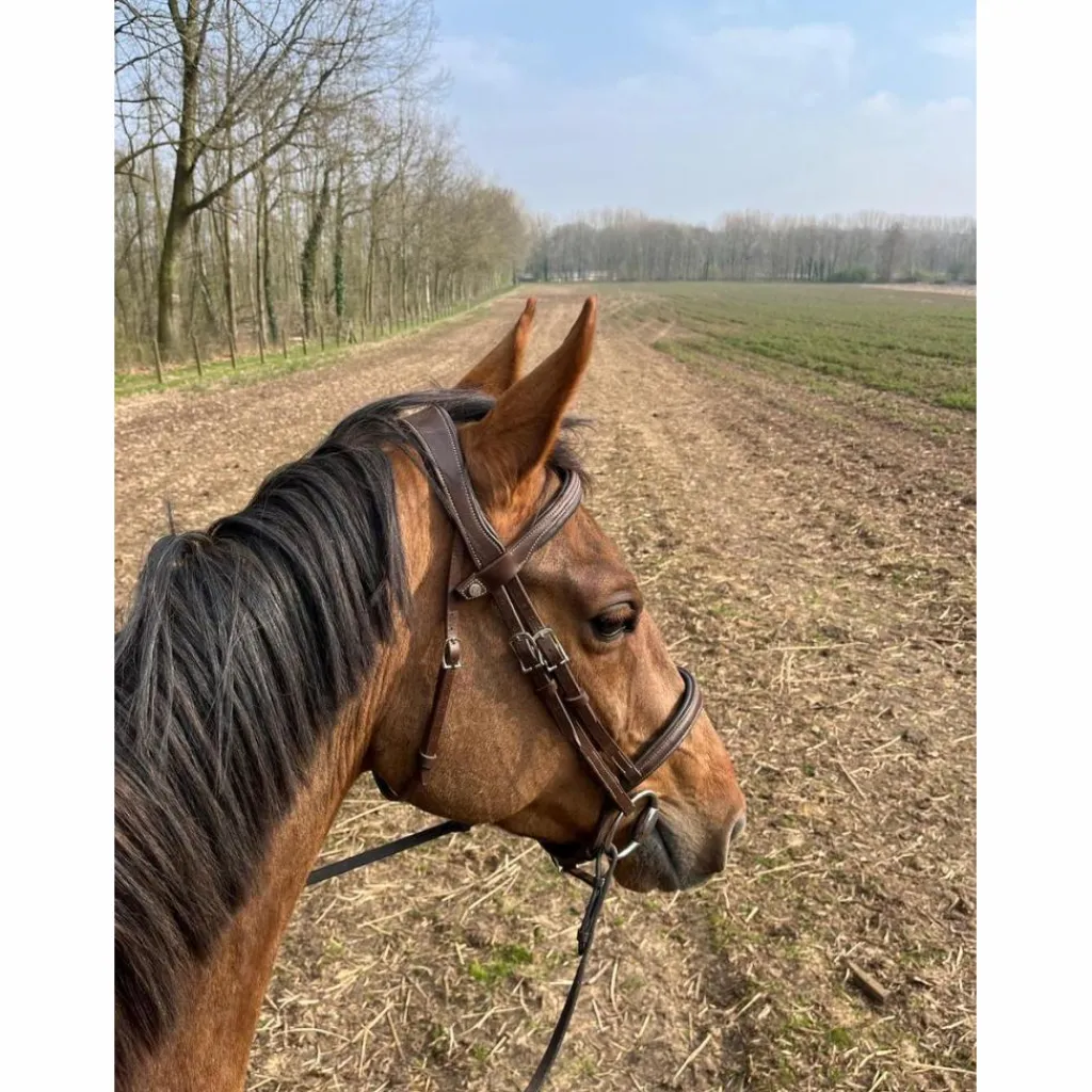 Antares Bridons - Filets>Bridon Antarès