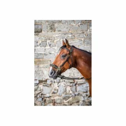 Bridon Hackamore Dyon Neuf*Dy'on Sale