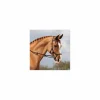 Horseware Bridons - Filets>Bridon Micklem Competition