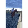 Jump'In Bridons - Filets>Bridon jumpin