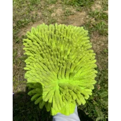Padd Brosses>brosse poussiere
