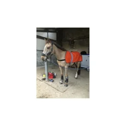 Akhal Soin Du Cheval>Cape