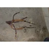 HFI Colliers De Chasse>Collier chasse elastique