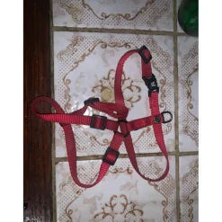 - Marque inconnue - Accessoires Pour Chien>Collier chien