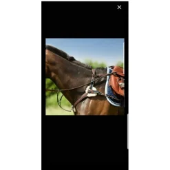 collier de chasse*CSO