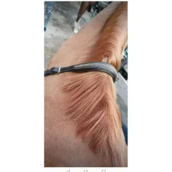 Herve Godignon - Jump'in Colliers De Chasse><noscript><img width=