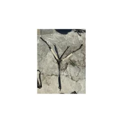 collier de chasse*HFI Clearance