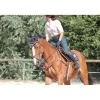 Collier de chasse + martincgale 5 points havane **Devoucoux Discount