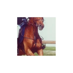 Norton Martingales>Collier de chasse + martingale