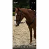 Norton Colliers De Chasse>collier de chasse + martingale