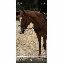 Norton Colliers De Chasse>collier de chasse + martingale