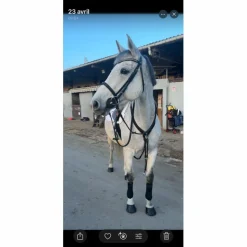 Norton Colliers De Chasse>collier de chasse + martingale