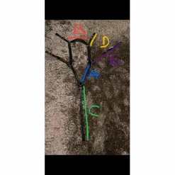Collier de Chasse 5 points*- Marque inconnue - Discount