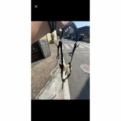 Equestro Colliers De Chasse><noscript><img width=
