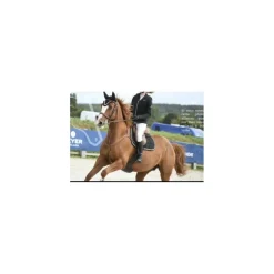 Collier de chasse*Butet Best
