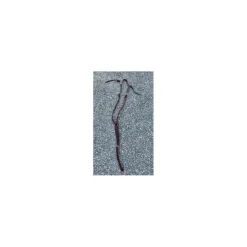 - Marque inconnue - Colliers De Chasse>Collier de chasse cheval