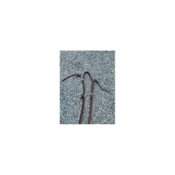- Marque inconnue - Colliers De Chasse>Collier de chasse cheval
