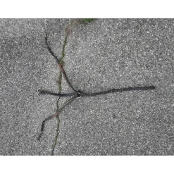 Collier de chasse clincher pro tanner*Protanner Discount
