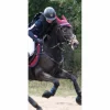 Collier de chasse en cuir marron*Equipe New