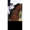 Herve Godignon - Jump'in Colliers De Chasse>collier de chasse herve godignon taille 2