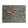 HORKA Colliers De Chasse>collier de chasse marron
