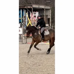 Time Rider Colliers De Chasse>collier de chasse martingale 5 point