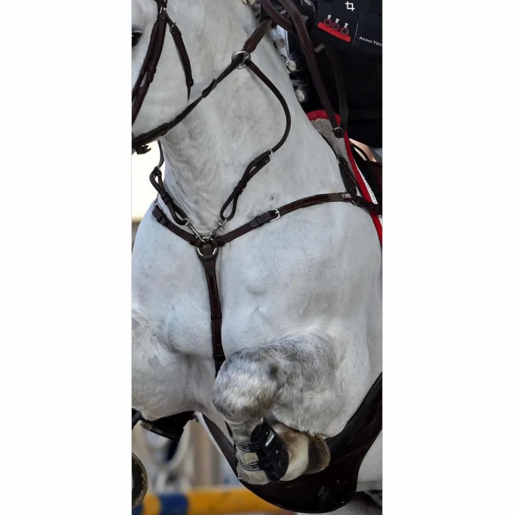 colliers de chasse*CWD Outlet
