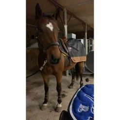 Equitheme Couvres-Reins><noscript><img width=