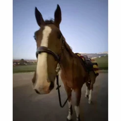 couvre rein*Horseware Sale