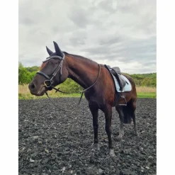 Ensemble dressage Morning sky*Equito Outlet