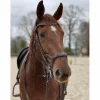 filet*Antares Sale
