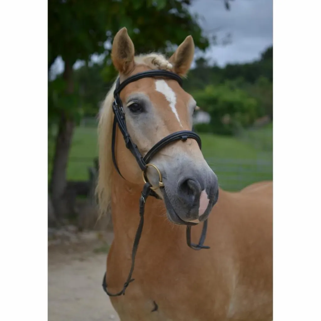 Filet Taille cheval*Dy'on Online