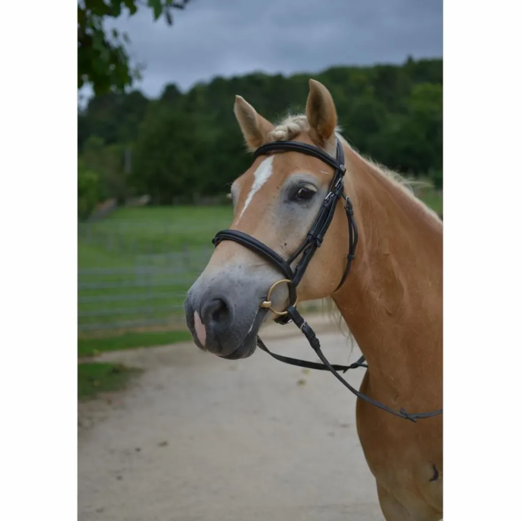 Filet Taille cheval*Dy'on Online