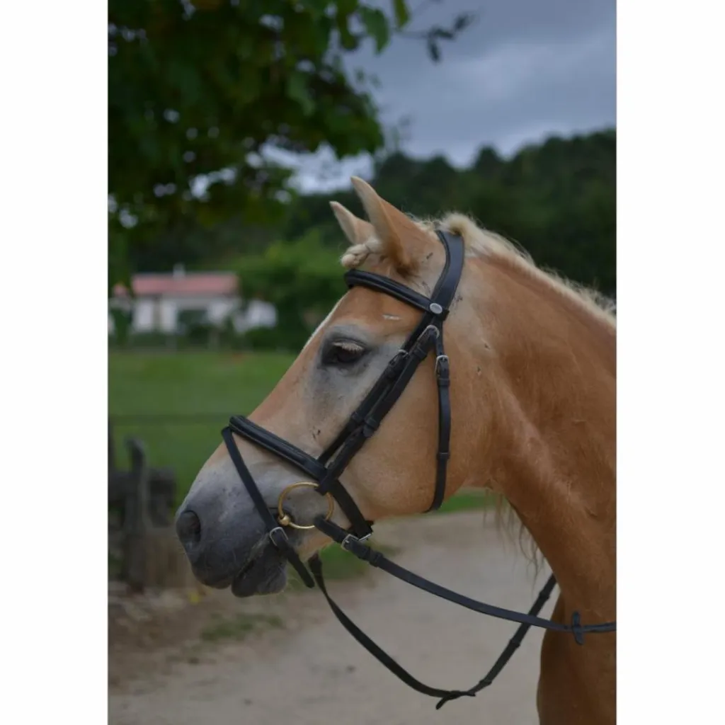 Filet Taille cheval*Dy'on Online