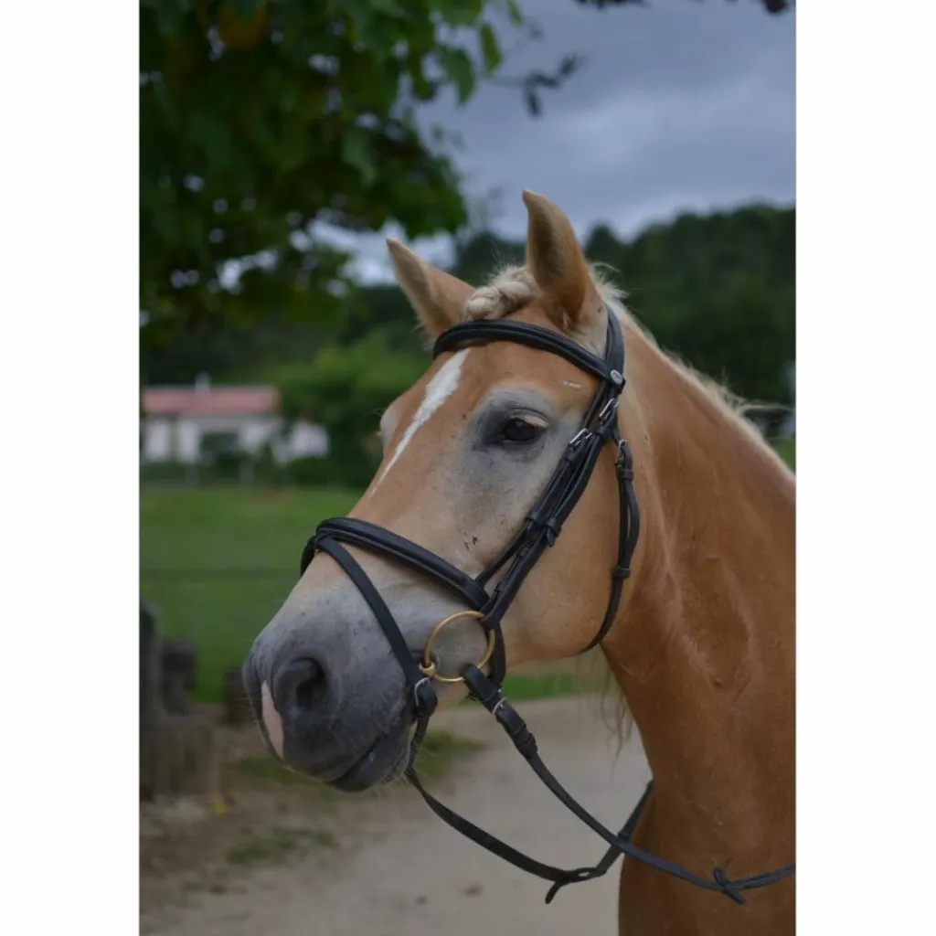 Filet Taille cheval*Dy'on Online