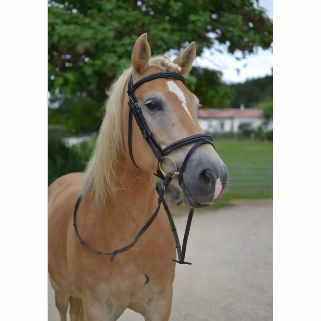 Filet Taille cheval*Dy'on Online