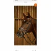 Dy'on Bridons - Filets>Filet working fit poney