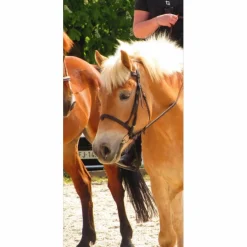 Filet havane*Riding World Sale