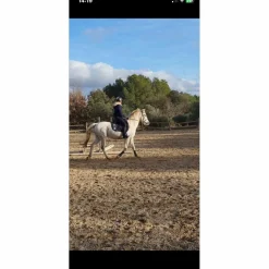guetre cob/cheval*BR New