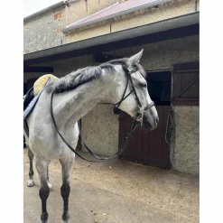 Hackamore Dyon*Dy'on Discount