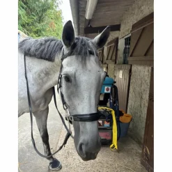 Hackamore Dyon*Dy'on Discount