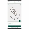 Devoucoux Colliers De Chasse>Kolibri