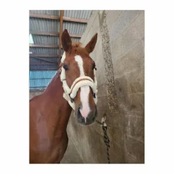 Penelope Leprevost Licols Et Longes>Licol