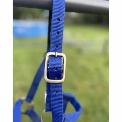 - Marque inconnue - Licols Et Longes>Licol bleu
