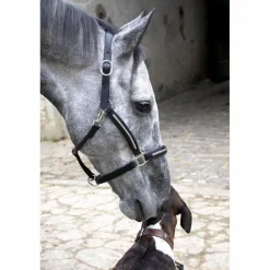 T de T Licols Et Longes>licol en cuir cheval