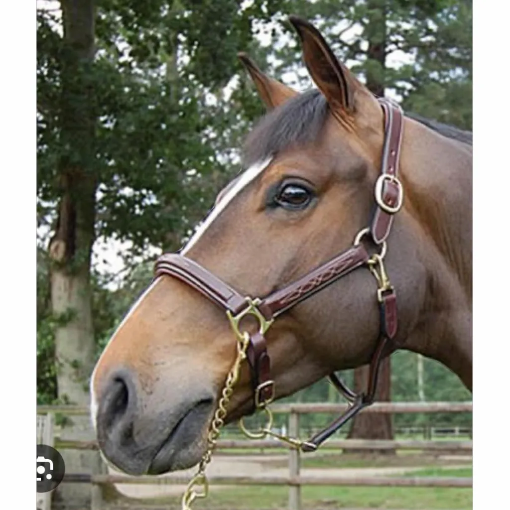 Dy'on Licols Et Longes>Licol en cuir DYON collection