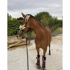 Kentucky Licols Et Longes><noscript><img width=